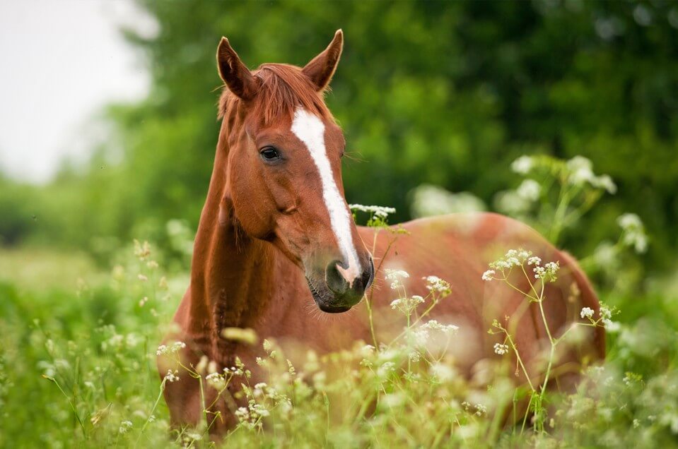 Equine Services