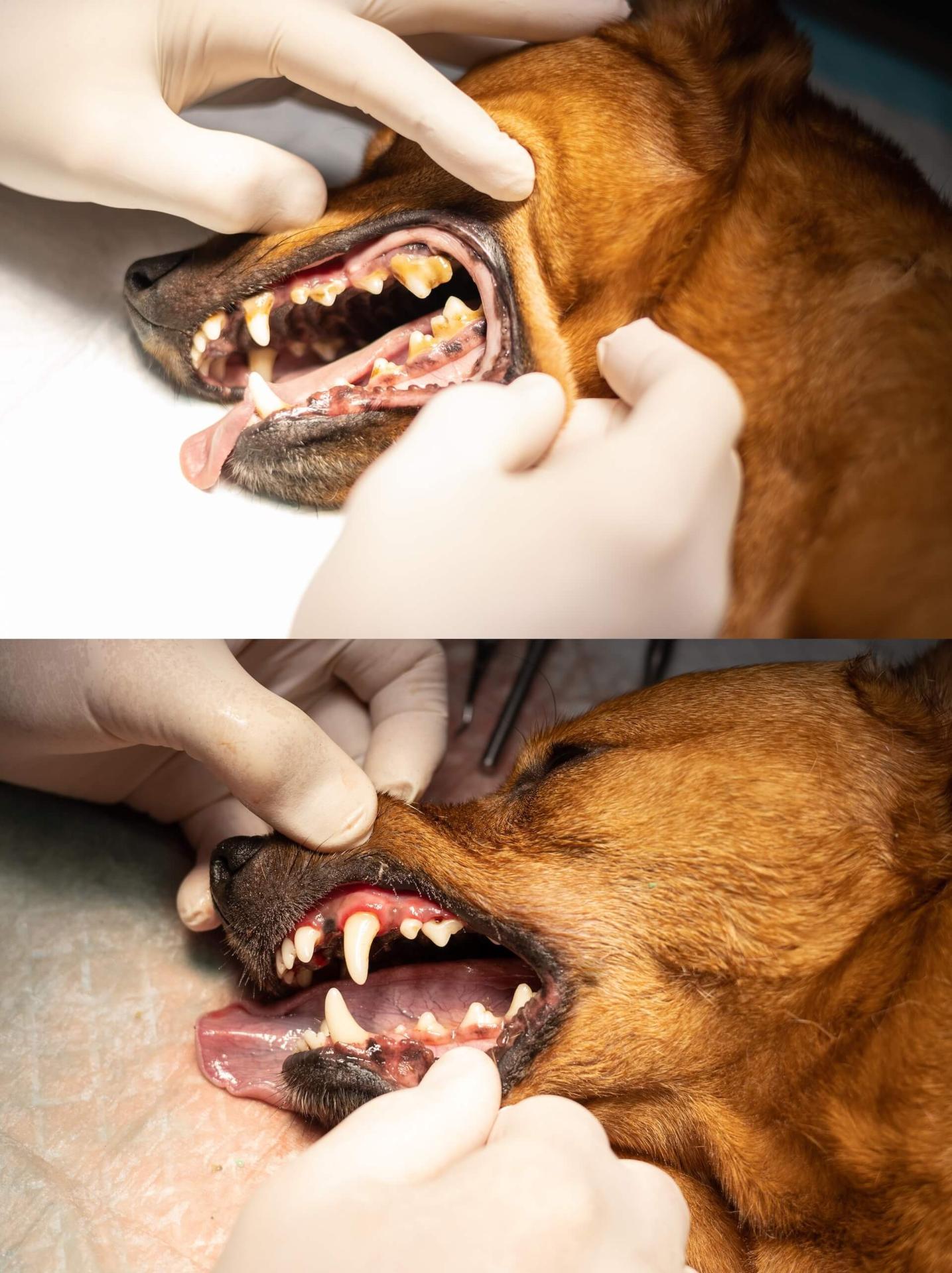 Before and after of dog dental cleaning