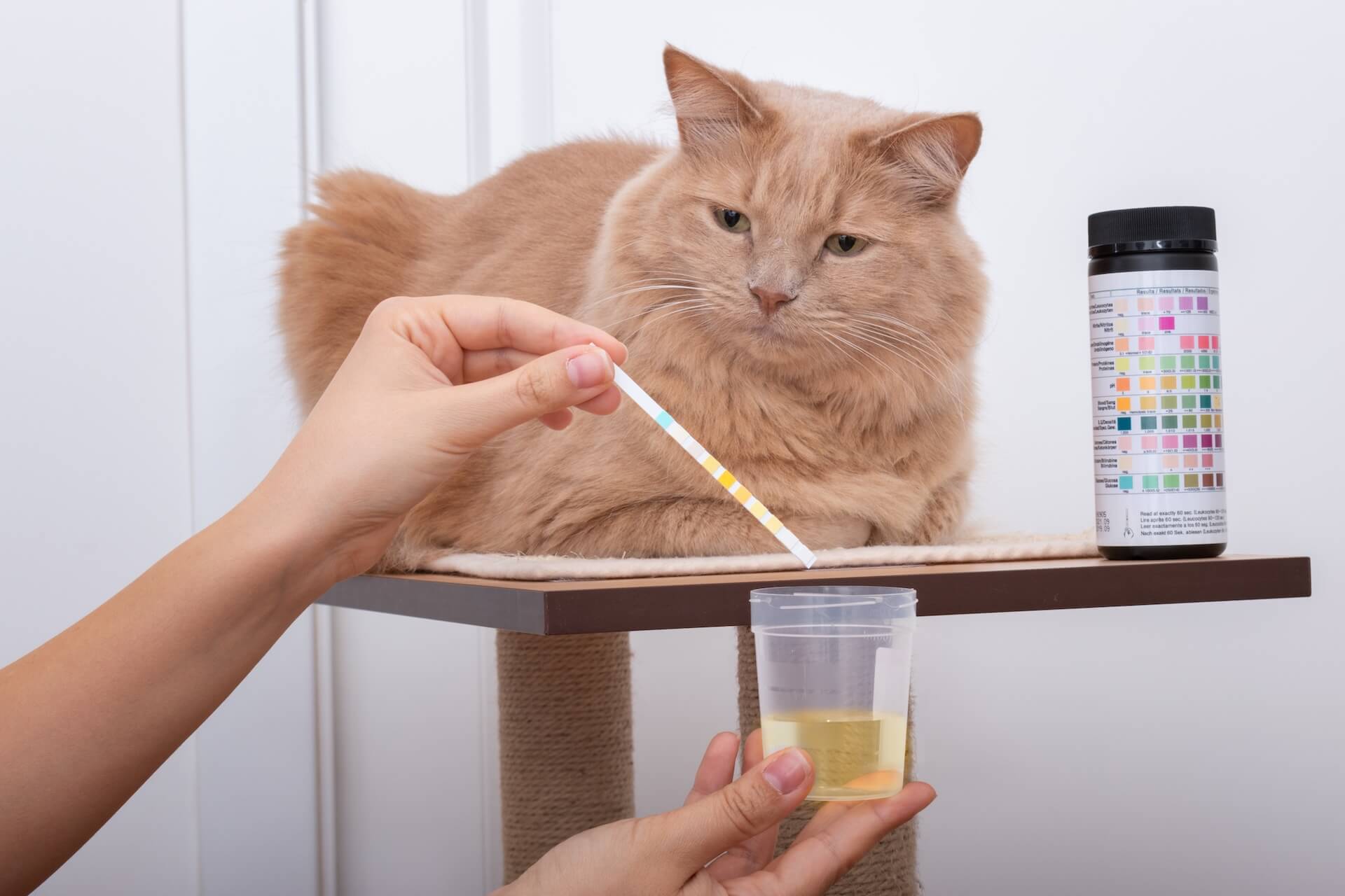 Cat getting urinalysis by veterinarian at emergency veterinary service.