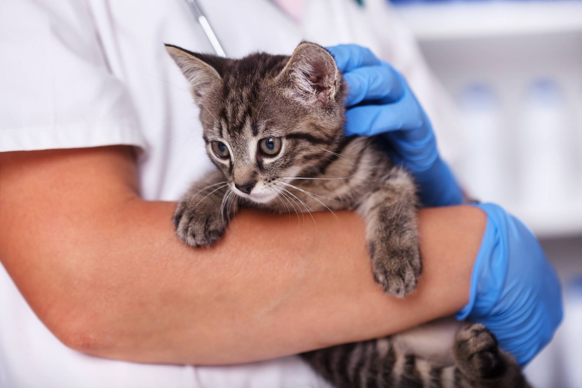 Cat held by female veterinarian for exam.