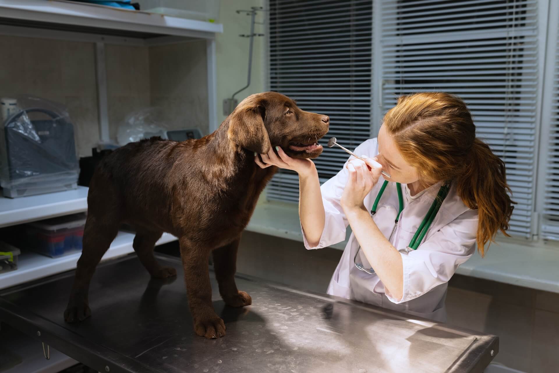 Chocolate lab with veterinarian after dental cleaning.