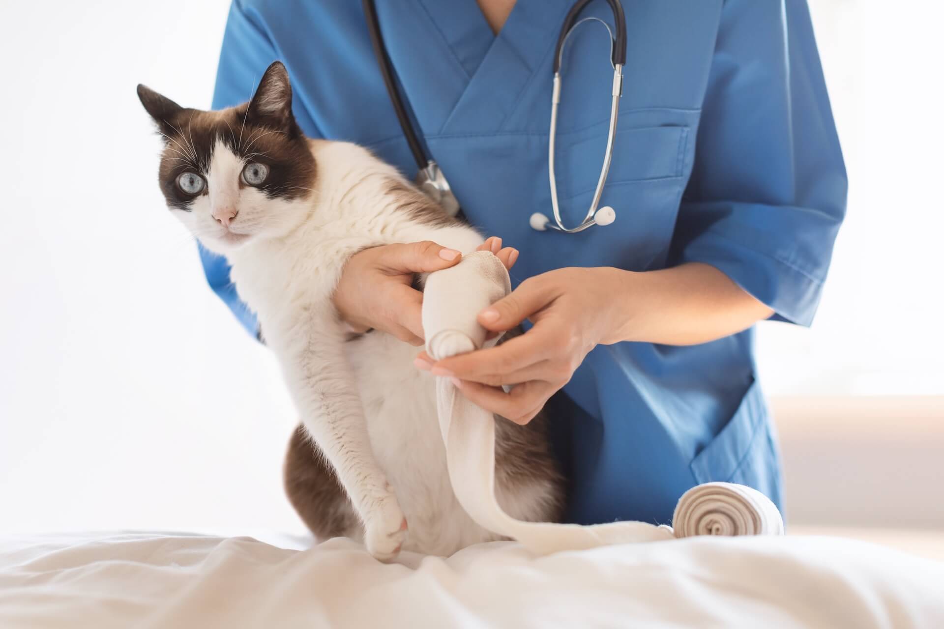 Limping cat getting physical exam.