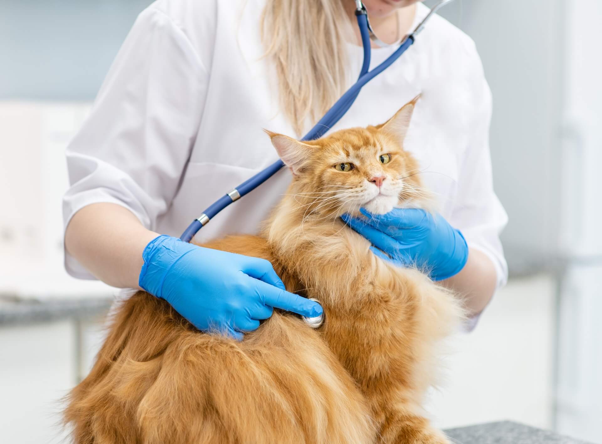 Maine coon at doctor getting wellness exam yearly.