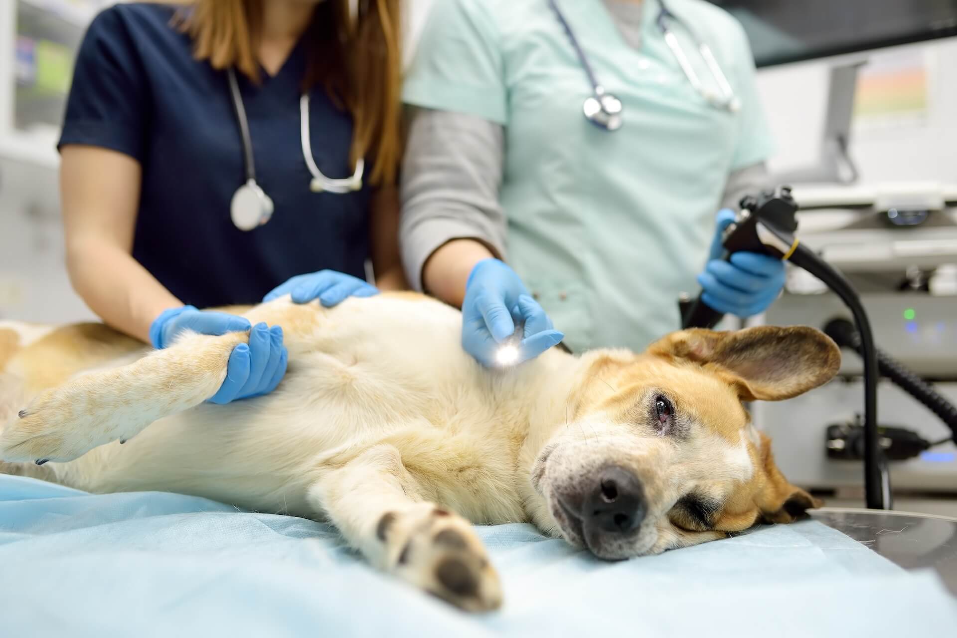 Mixed dog breed prepping for endoscopy at animal clinic.