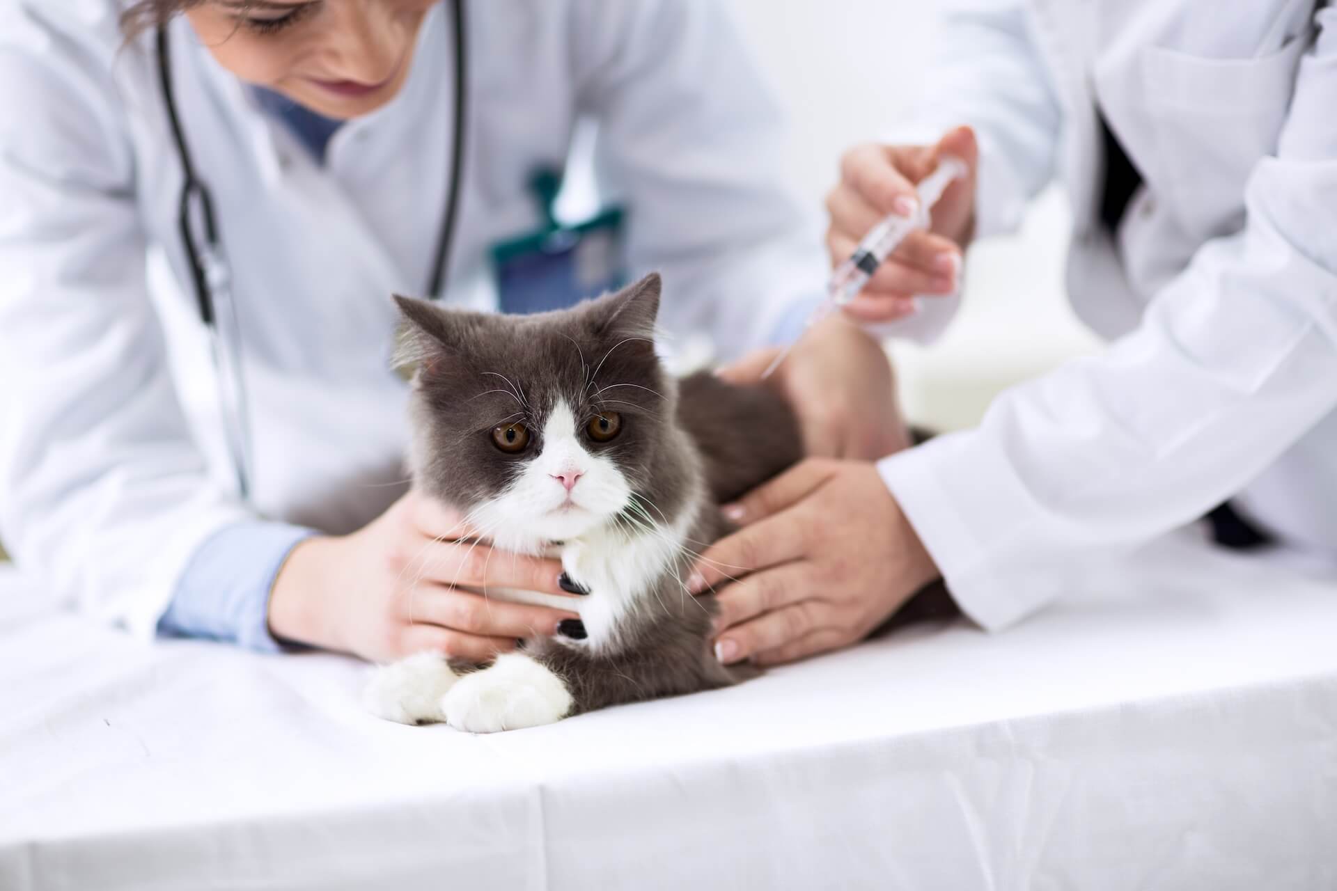 Persian cat getting vaccine preventive care.