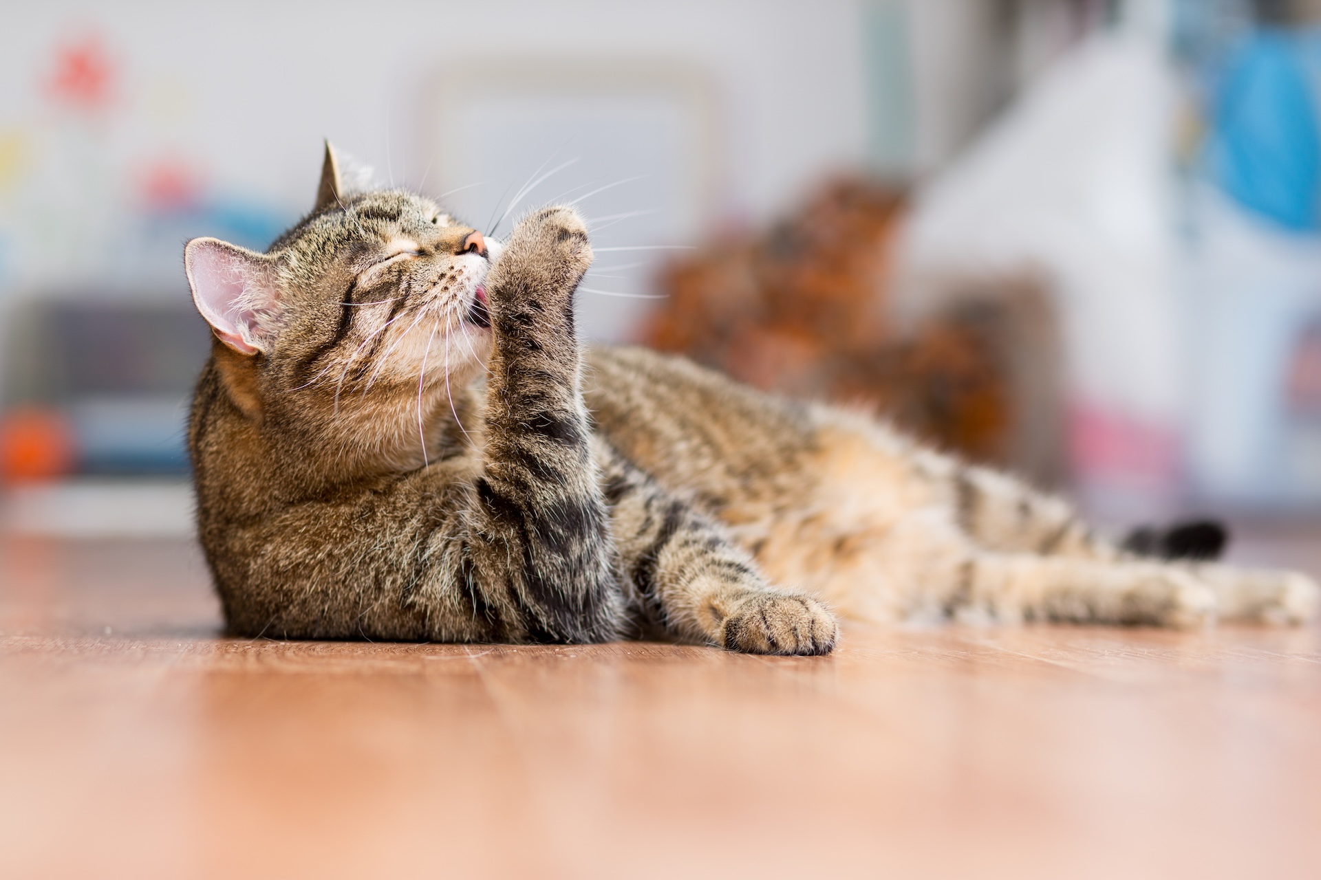 tabby cat with lick granuloma