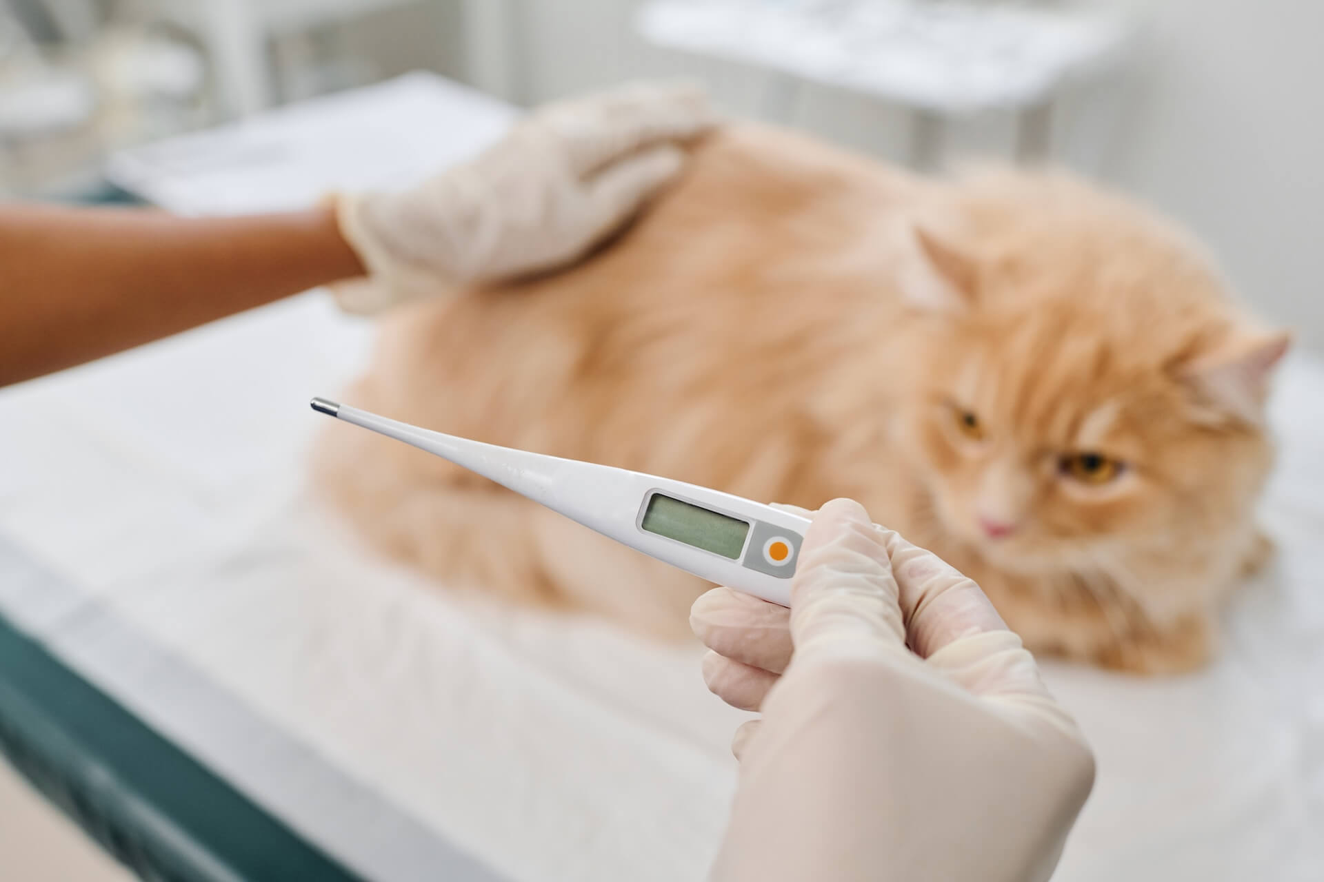 Sick cat getting temperature taken at emergency veterinary service.