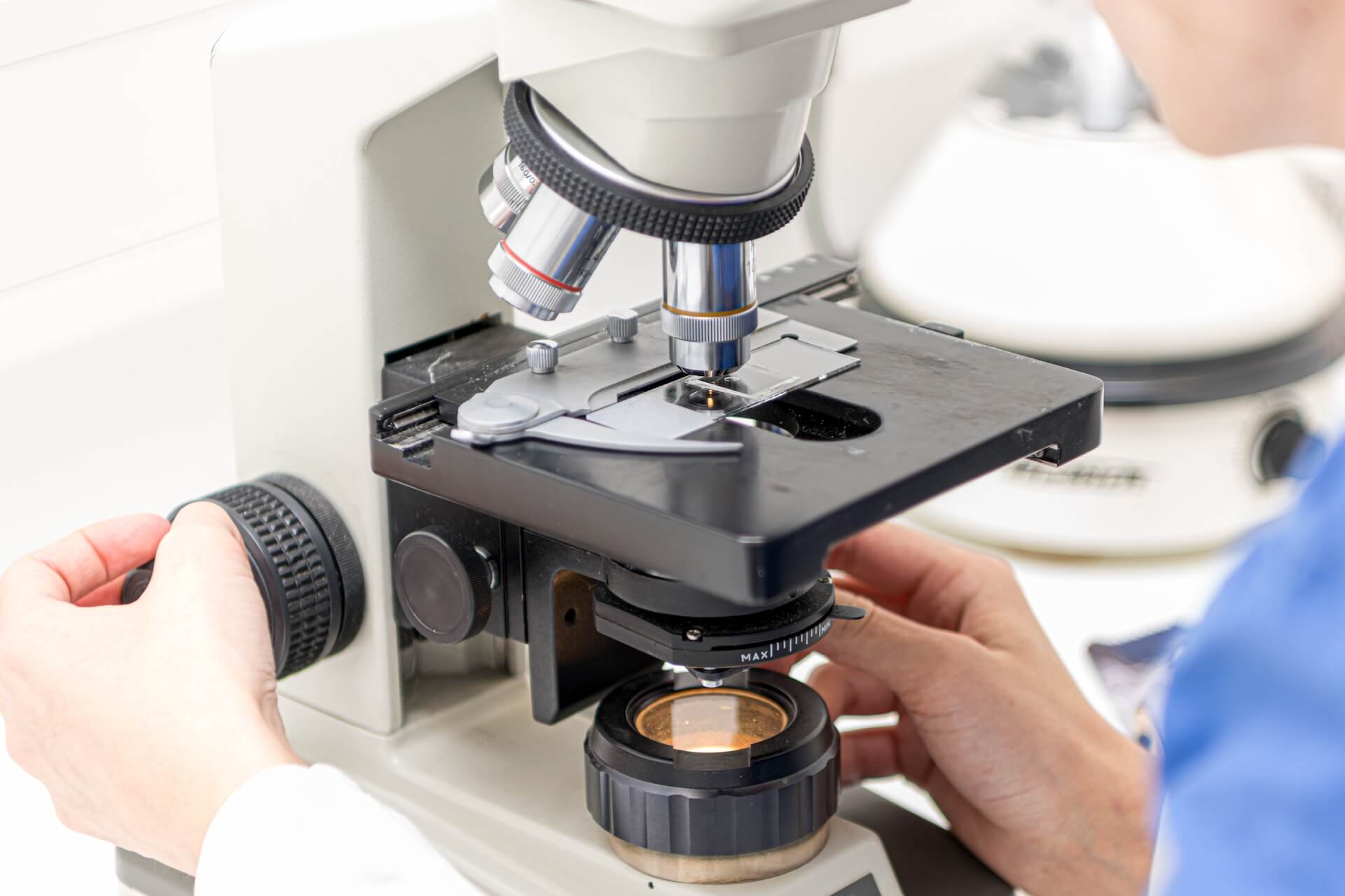 Veterinarian examines cat blood test