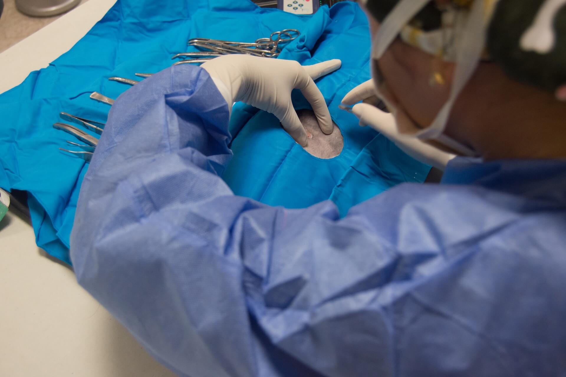 Veterinarian preparing for dog spay on surgery table.