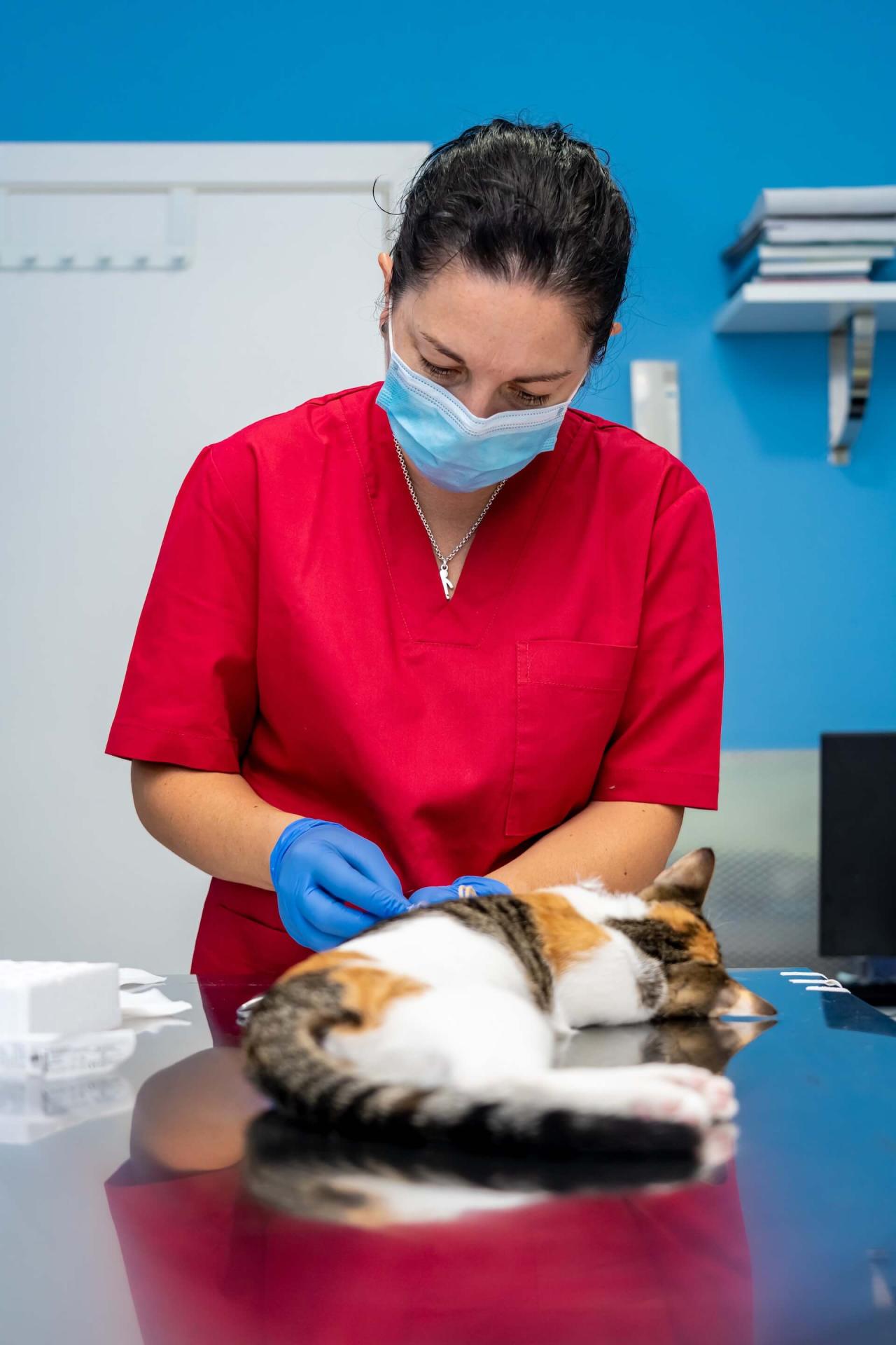 Veterinarian with face mask drawing blood from a sedated cat