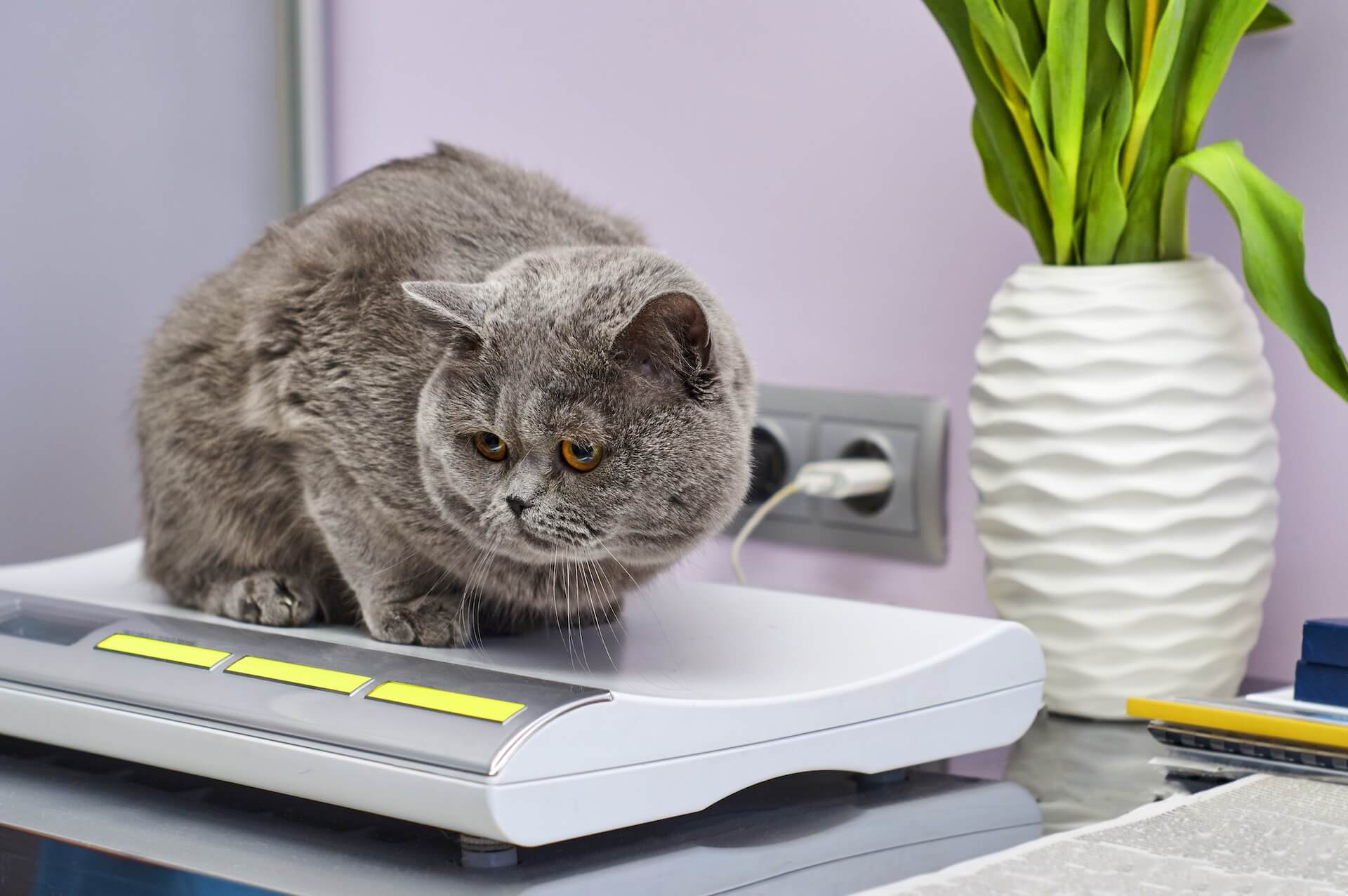 Cat getting weighed at yearly exam with doctor