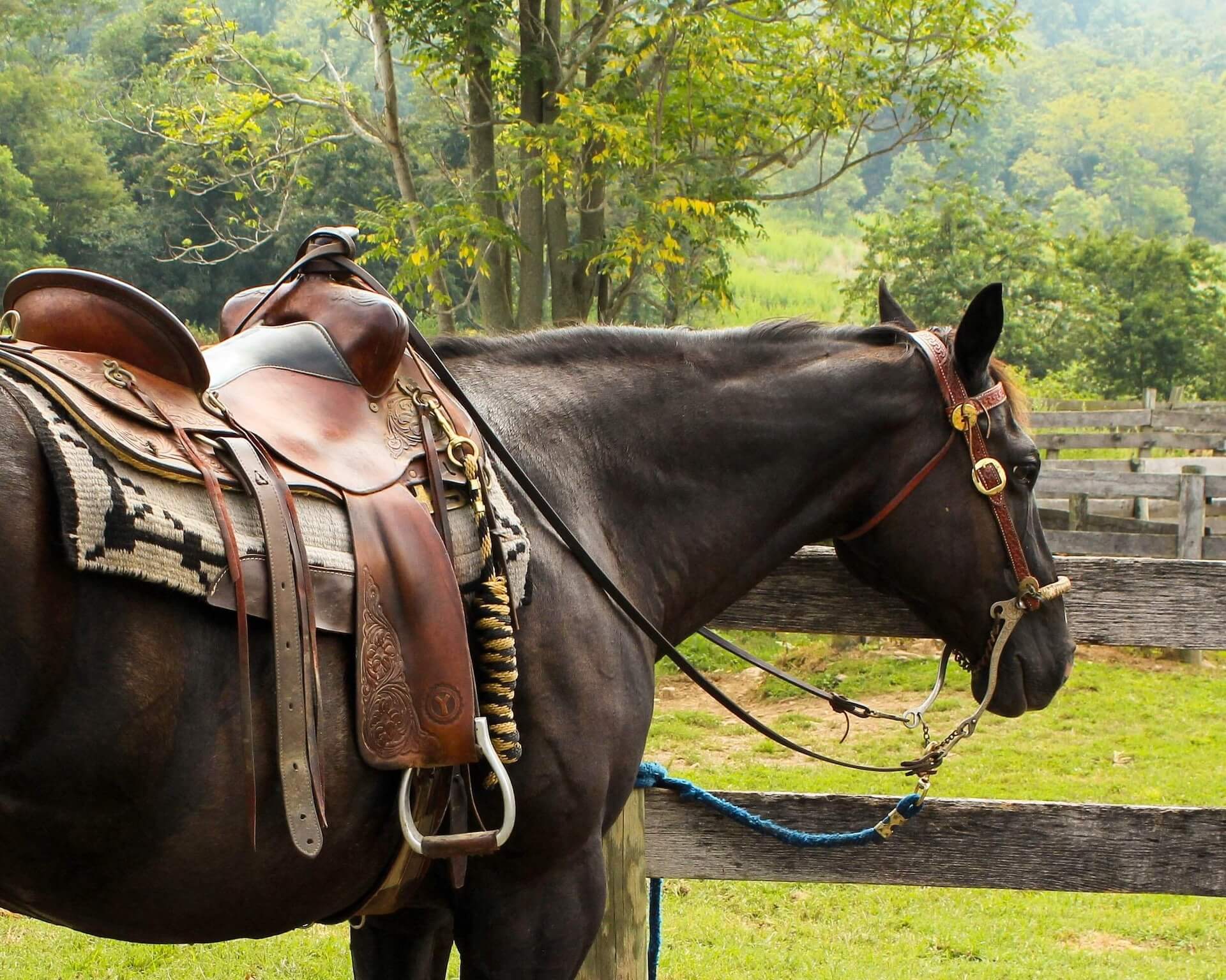 Equine Dentistry