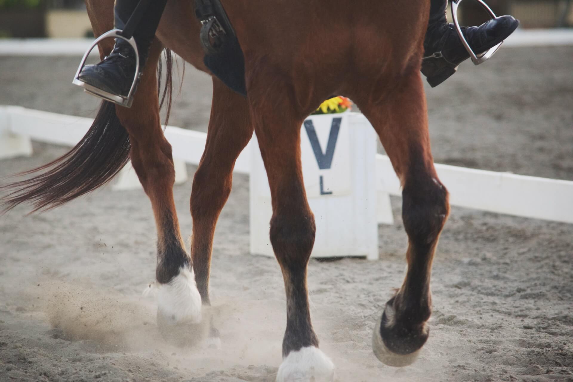 Equine Surgery