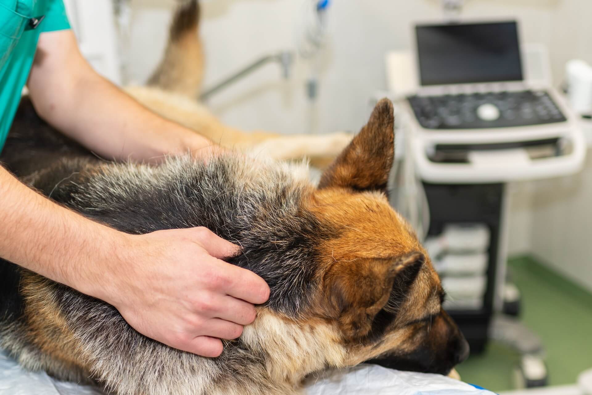 german shepherd waking from anesthesia.