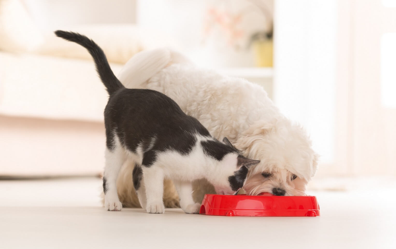 Pet Food Nutrition