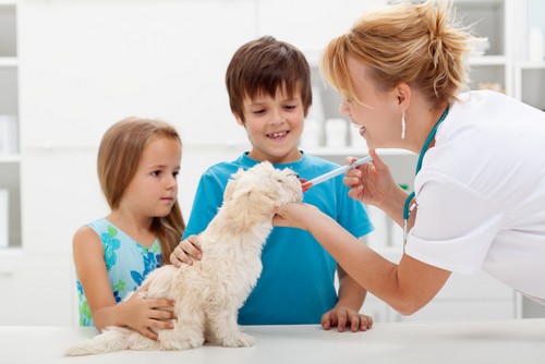 Pet Vaccinations