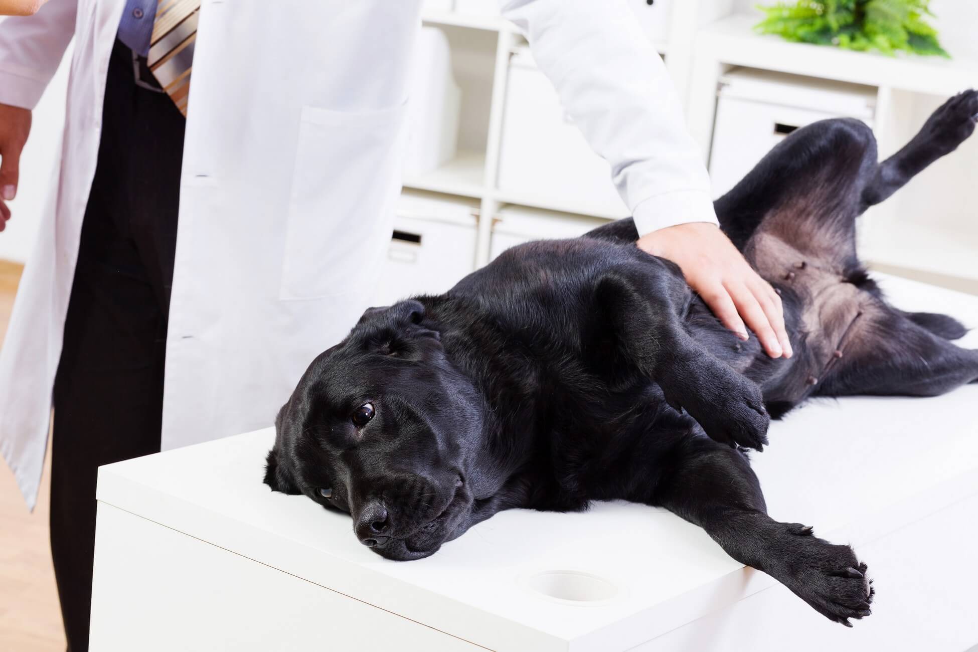 Pet Wellness Exams