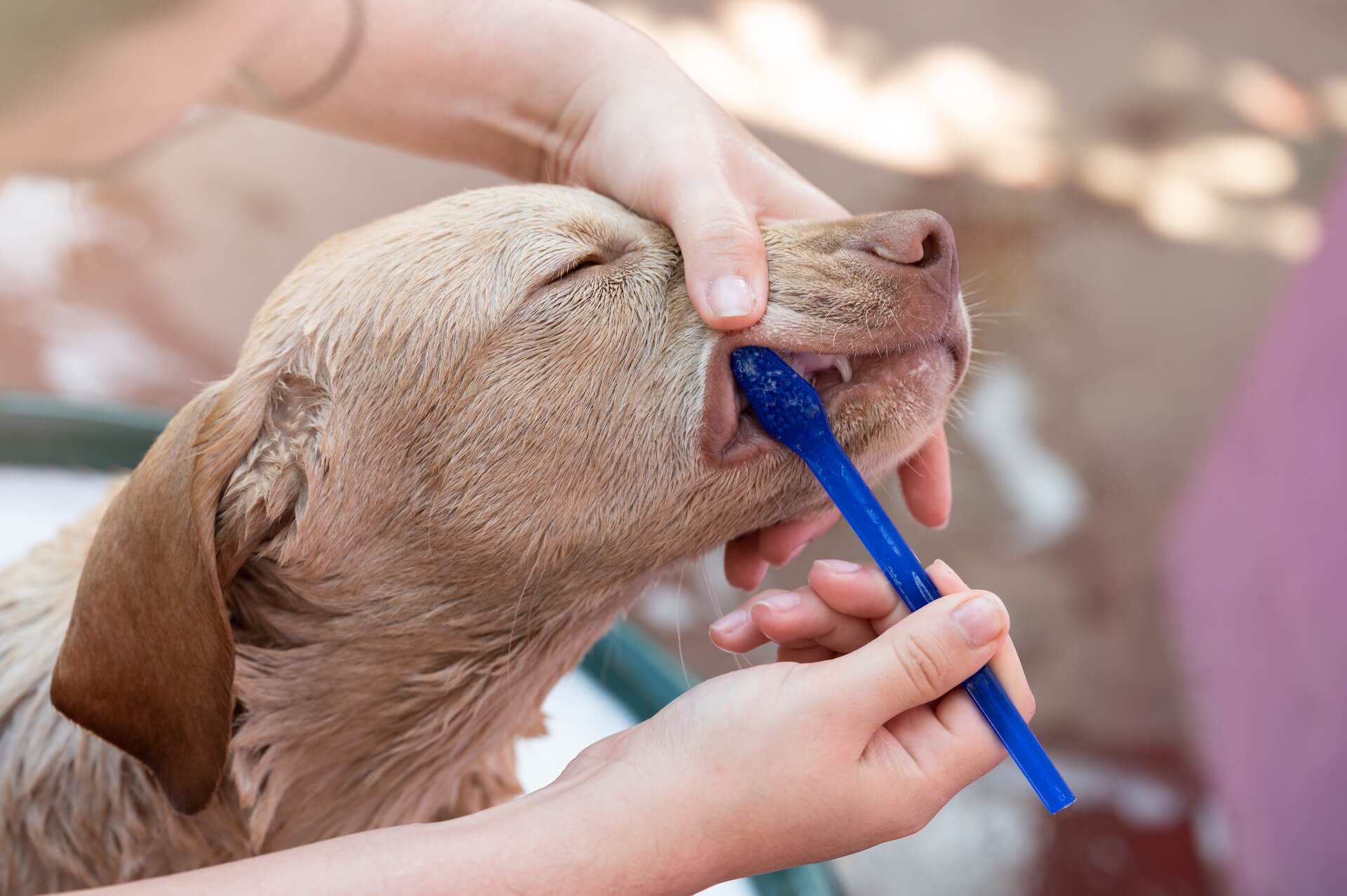 puppy getting teeth brushed